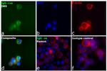 Human IgG Fc Secondary Antibody in Immunocytochemistry (ICC/IF)