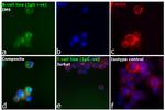 Human IgG Fc Secondary Antibody in Immunocytochemistry (ICC/IF)