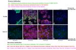 Human IgG Fc Secondary Antibody in Immunocytochemistry (ICC/IF)