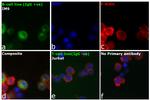 Human IgG Fc Secondary Antibody in Immunocytochemistry (ICC/IF)