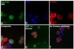 Human IgG Fc Secondary Antibody in Immunocytochemistry (ICC/IF)