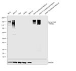 Human IgG Fc Secondary Antibody in Western Blot (WB)