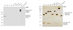 Human IgG Fc Secondary Antibody in Western Blot (WB)