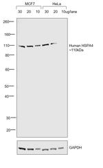 Human IgG Fc Cross-Adsorbed Secondary Antibody in Western Blot (WB)