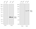 Human IgG Fc Cross-Adsorbed Secondary Antibody in Western Blot (WB)