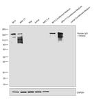 Human IgG Fc Highly Cross-Adsorbed Secondary Antibody in Western Blot (WB)