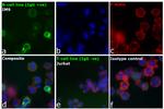 Human IgG Fc Highly Cross-Adsorbed Secondary Antibody in Immunocytochemistry (ICC/IF)