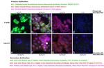 Human IgG Fc Highly Cross-Adsorbed Secondary Antibody in Immunocytochemistry (ICC/IF)