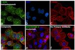 Human Kappa Light Chain Secondary Antibody in Immunocytochemistry (ICC/IF)