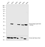 Human Kappa Light Chain Secondary Antibody