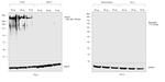 Human Kappa Light Chain Secondary Antibody in Western Blot (WB)