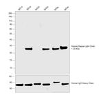 Human Kappa Light Chain Cross-Adsorbed Secondary Antibody