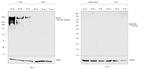 Human Kappa Light Chain Cross-Adsorbed Secondary Antibody in Western Blot (WB)