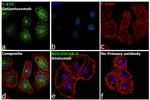 Human Kappa Light Chain Cross-Adsorbed Secondary Antibody in Immunocytochemistry (ICC/IF)