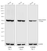 Rat IgG (H+L) Secondary Antibody in Western Blot (WB)