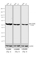 Rat IgG (H+L) Cross-Adsorbed Secondary Antibody in Western Blot (WB)