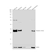 Syrian Hamster IgG (H+L) Secondary Antibody in Western Blot (WB)