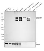 Human IgG (H+L) Secondary Antibody in Western Blot (WB)