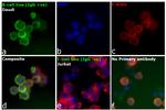 Human IgG (H+L) Secondary Antibody in Immunocytochemistry (ICC/IF)