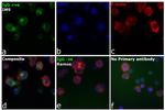 Human IgG (H+L) Secondary Antibody in Immunocytochemistry (ICC/IF)