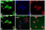 Human IgM (Heavy chain) Secondary Antibody in Immunocytochemistry (ICC/IF)