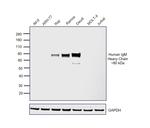 Human IgM (Heavy chain) Secondary Antibody in Western Blot (WB)