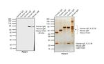 Human IgM (Heavy chain) Secondary Antibody in Western Blot (WB)