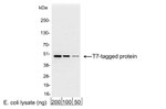 T7 Tag Antibody in Western Blot (WB)