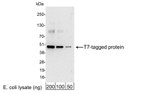 T7 Tag Antibody in Western Blot (WB)