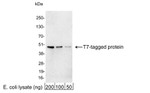 T7 Tag Antibody in Western Blot (WB)