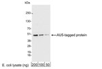 AU5 Tag Antibody in Western Blot (WB)