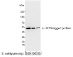 KT3 Tag Antibody in Western Blot (WB)