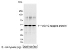 VSV-G Tag Antibody in Western Blot (WB)