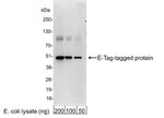 E Tag Antibody in Western Blot (WB)