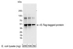 E Tag Antibody in Western Blot (WB)