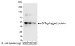 S Tag Antibody in Western Blot (WB)