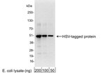 HSV Tag Antibody in Western Blot (WB)