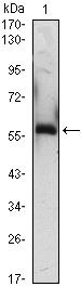 A1BG Antibody in Western Blot (WB)