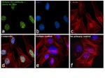 Mouse IgM (Heavy chain) Cross-Adsorbed Secondary Antibody in Immunocytochemistry (ICC/IF)