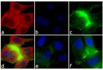 Mouse IgM (Heavy chain) Cross-Adsorbed Secondary Antibody in Immunocytochemistry (ICC/IF)