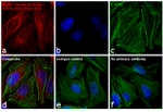 Mouse IgG (H+L) Cross-Adsorbed Secondary Antibody in Immunocytochemistry (ICC/IF)