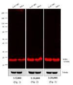 Mouse IgG (H+L) Highly Cross-Adsorbed Secondary Antibody in Western Blot (WB)