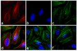 Mouse IgG (H+L) Cross-Adsorbed Secondary Antibody in Immunocytochemistry (ICC/IF)