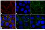 Rabbit IgG (H+L) Highly Cross-Adsorbed Secondary Antibody in Immunocytochemistry (ICC/IF)