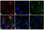 Mouse IgG1 Cross-Adsorbed Secondary Antibody in Immunocytochemistry (ICC/IF)