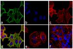 Mouse IgG (H+L) Highly Cross-Adsorbed Secondary Antibody in Immunocytochemistry (ICC/IF)