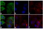 Mouse IgG (H+L) Cross-Adsorbed Secondary Antibody in Immunocytochemistry (ICC/IF)