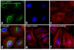 Rabbit IgG (H+L) Highly Cross-Adsorbed Secondary Antibody in Immunocytochemistry (ICC/IF)