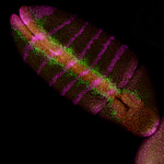 Fluorescein/Oregon Green Antibody in Immunohistochemistry (IHC)