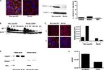 Golgin-97 Antibody in Western Blot (WB)